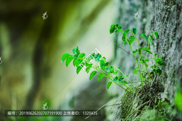 山林植物懸崖峭壁