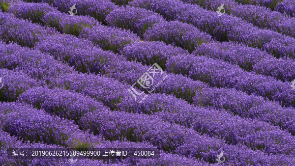 薰衣草