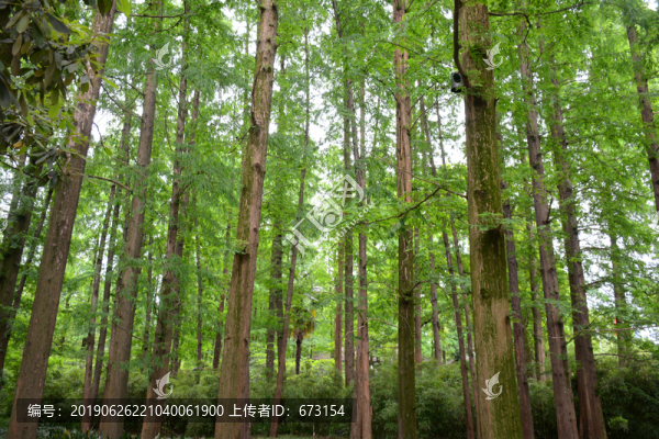 綠樹林