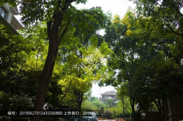 綠樹