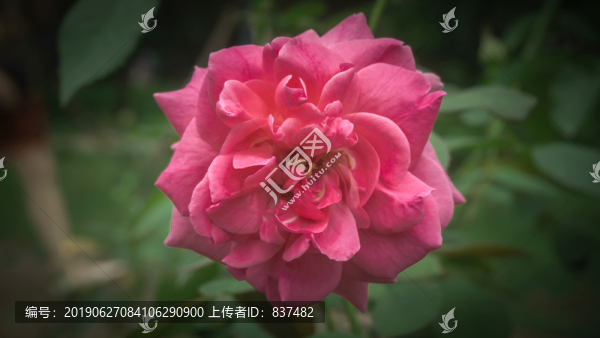 美麗花卉