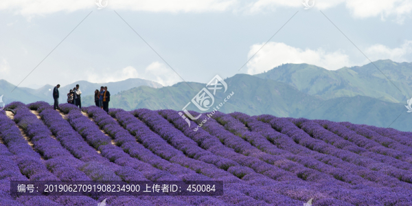 薰衣草