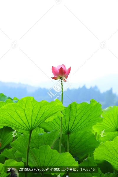 荷花
