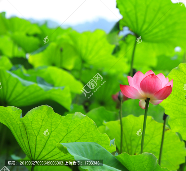 荷花