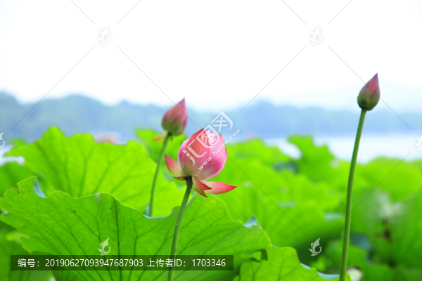 荷花