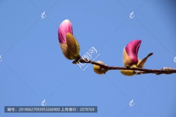 玉蘭報春