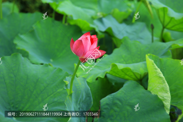 荷花