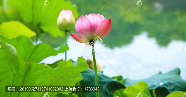 荷花