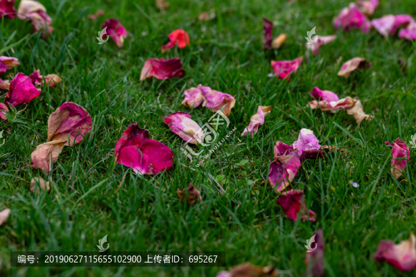 飄落在草地上的玫瑰花