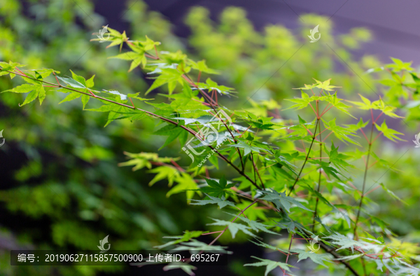 楓葉攝影