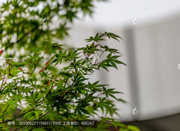 綠色的楓葉