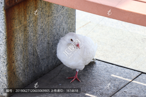 公園廣場孤單的白色和平鴿鳥攝影