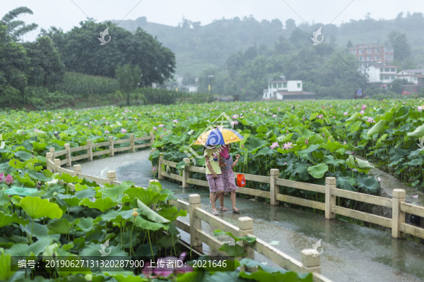 雨中荷塘