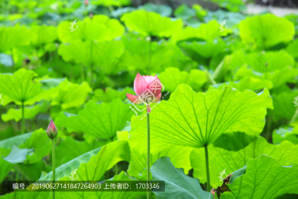 荷花
