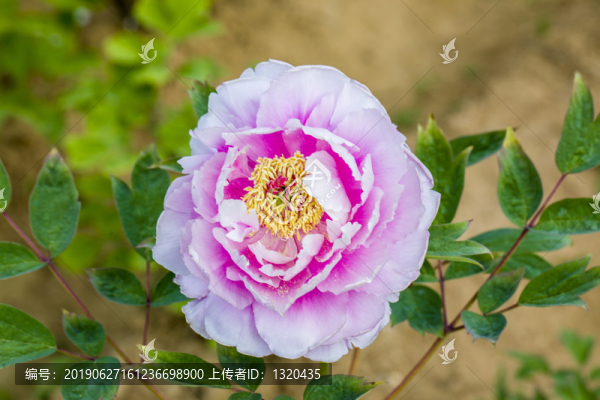 牡丹花