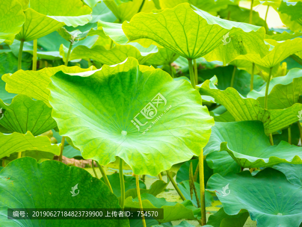 夏季公園池塘里的荷葉