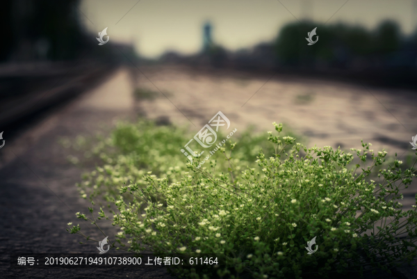 路邊的小花