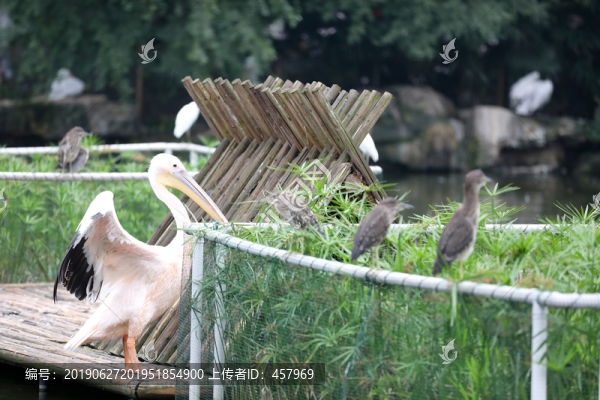 鵜鶘
