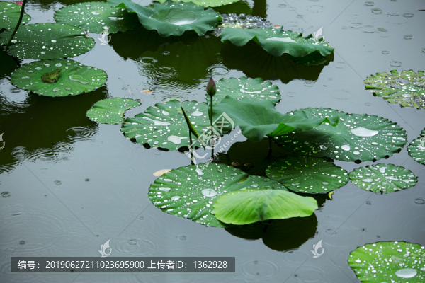 雨荷