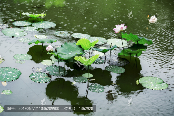 雨荷