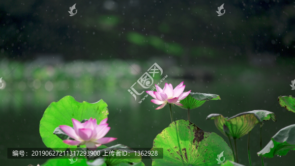 夏荷