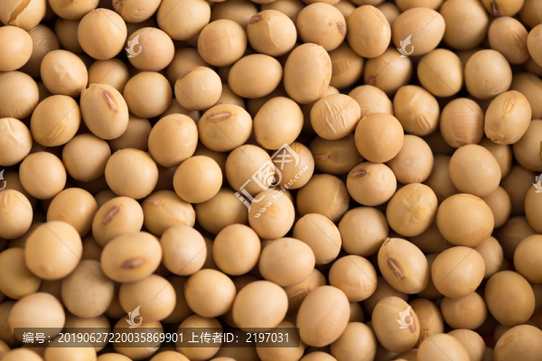黃豆