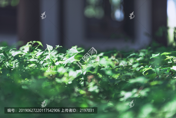 葉子