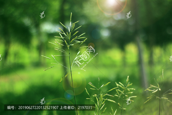草地