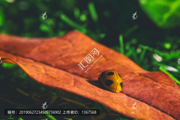 瓢蟲微距