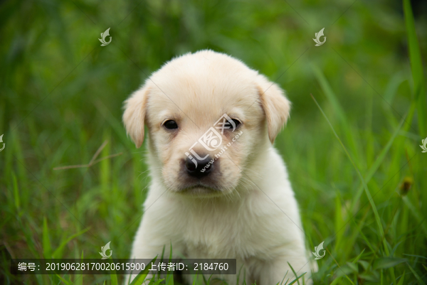 拉布拉多幼犬
