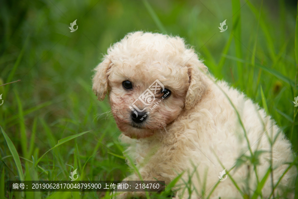 泰迪幼犬