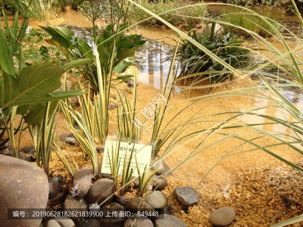 常見水生植物