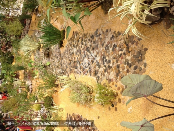 常見水生植物