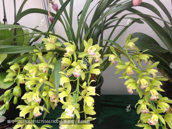 蘭花