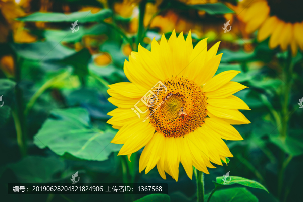 夏日葵花