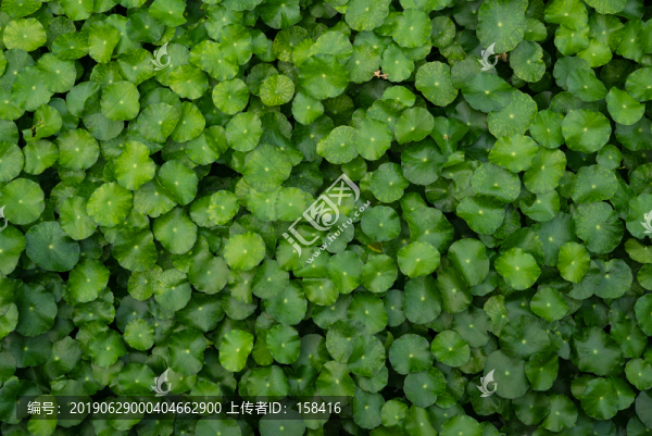 爬山虎植物綠葉裝飾背景墻
