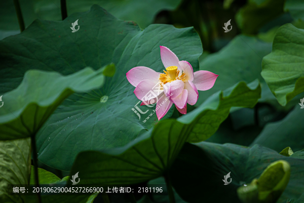 重慶華巖寺荷花盛開