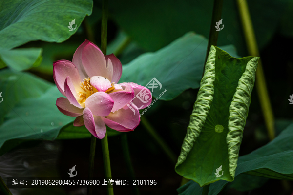 重慶華巖寺荷花盛開