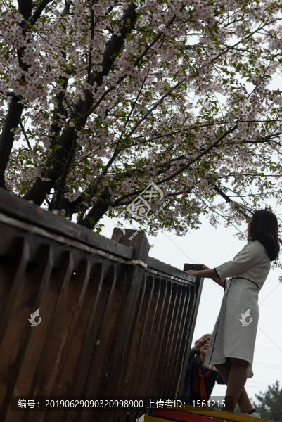 櫻花園的花花們