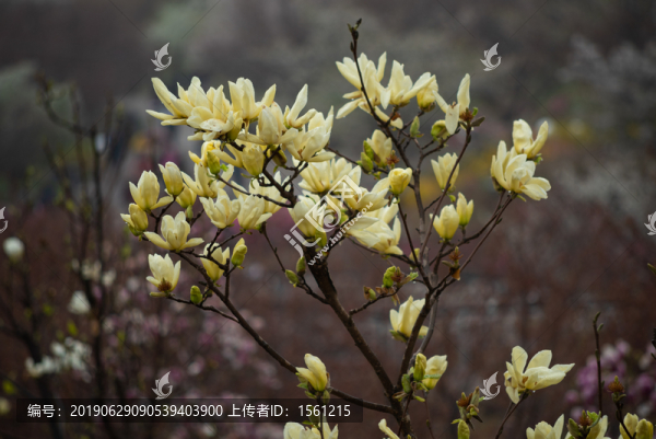 櫻花園的花花草草