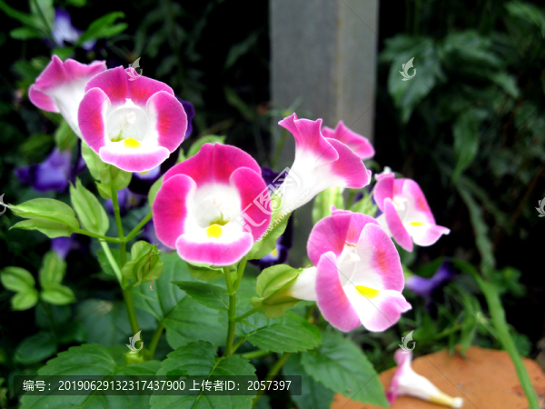 夏堇花