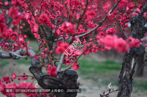 桃花
