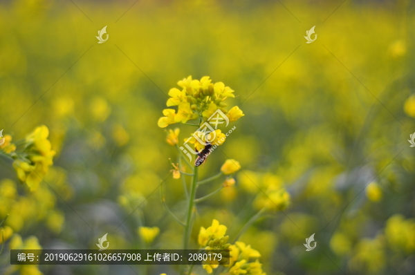 油菜花