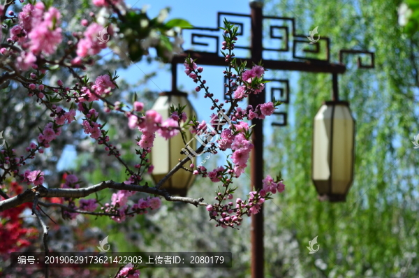 桃花和海棠花
