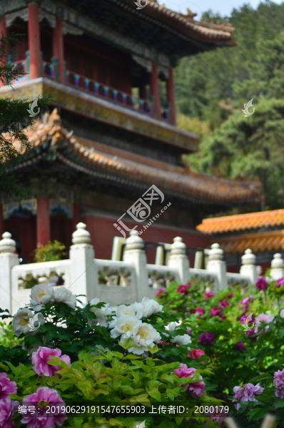 牡丹