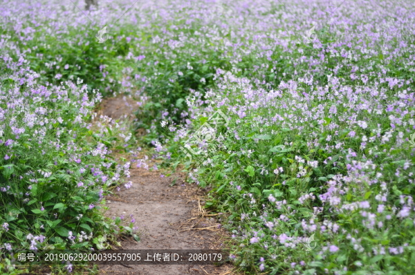 二月蘭