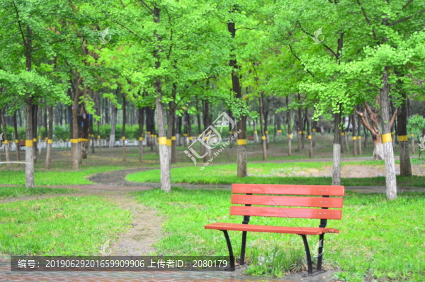 公園和樹和椅子