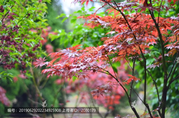 公園和樹(shù)