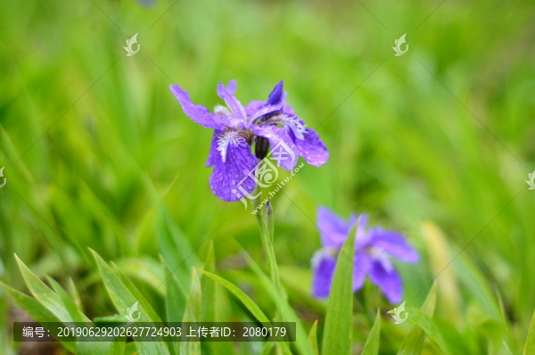 蘭花