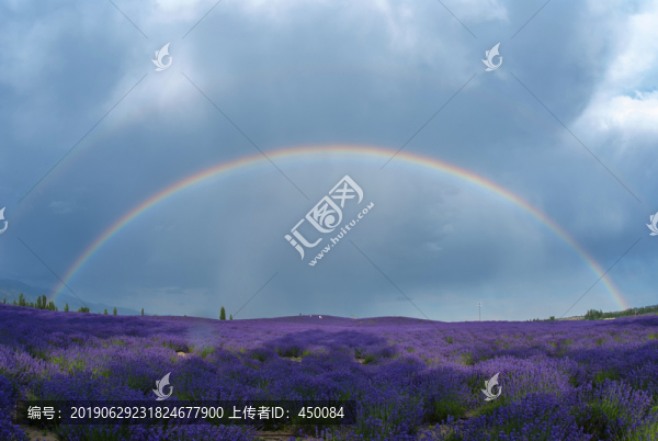 薰衣草